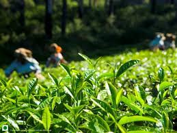 Assam